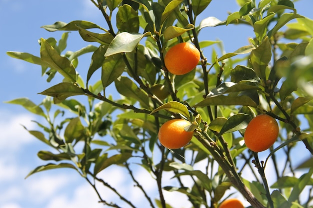 kumquat in de plant