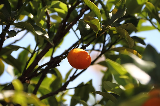 kumquat in the plant