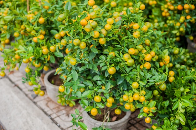 Kumquat plants in pots