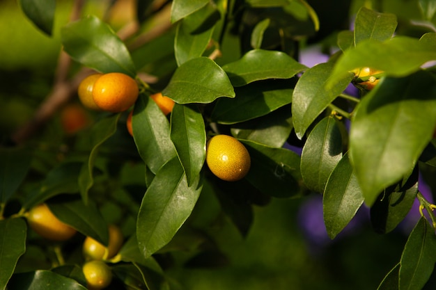 Kumquat tree. Spicy and sweet fruit from China.