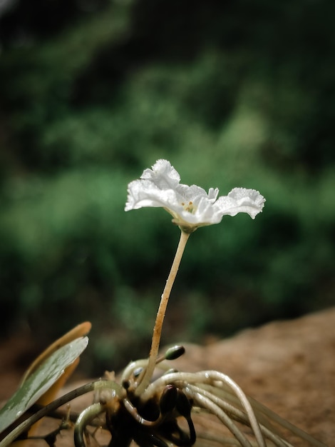 Photo kumudu flower