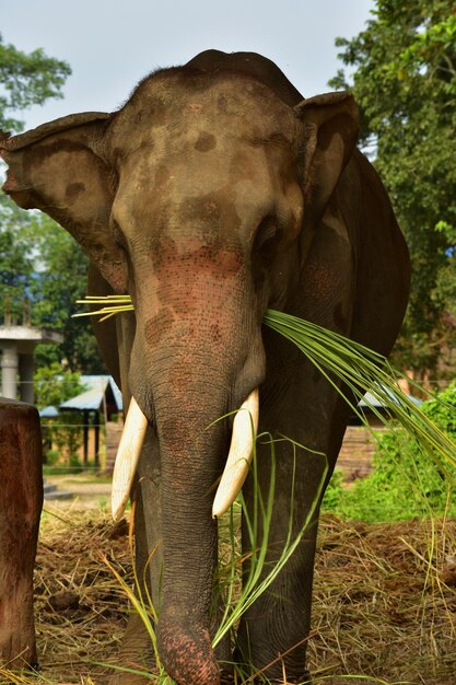 Kunki trained captive elephant in a national forest