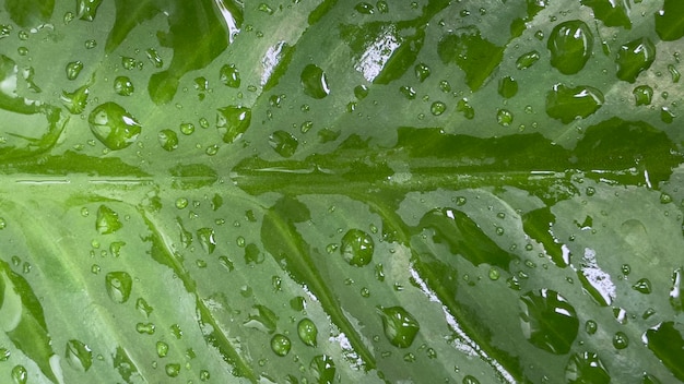 Kunst van schattige waterdruppels op het blad