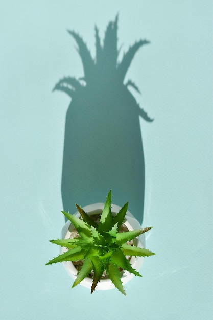 Kunstbloem in pot succulent met hard licht