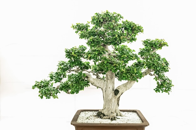 Kunstbonsai, op een zuivere witte achtergrond