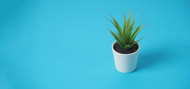 Kunstmatige cactusplanten of nepboom op blauwe achtergrond
