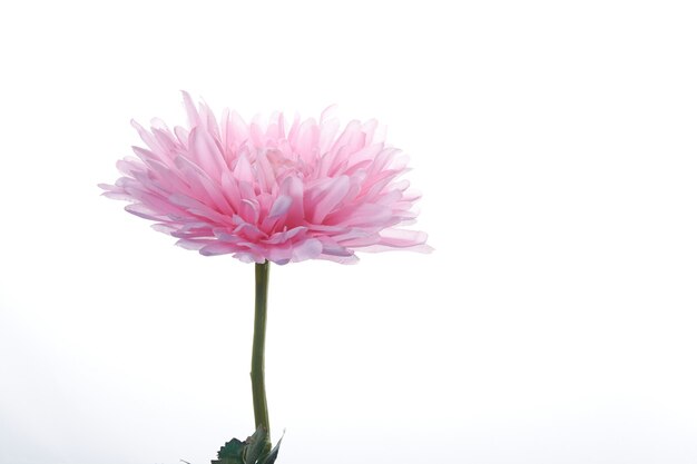 Kunstmatige roze chrysant op een witte muur.