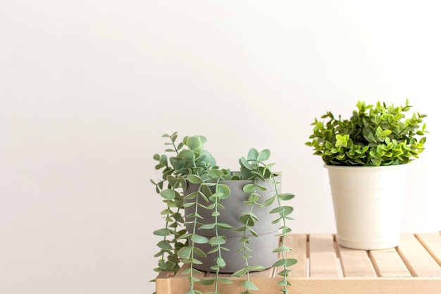 Kunstmatige vetplanten met exotische planten in witte keramische potten op een houten tafel