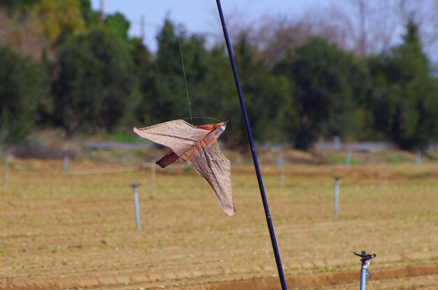 Kunstmatige vogel die van de roede op het landbouwveld overhandigt