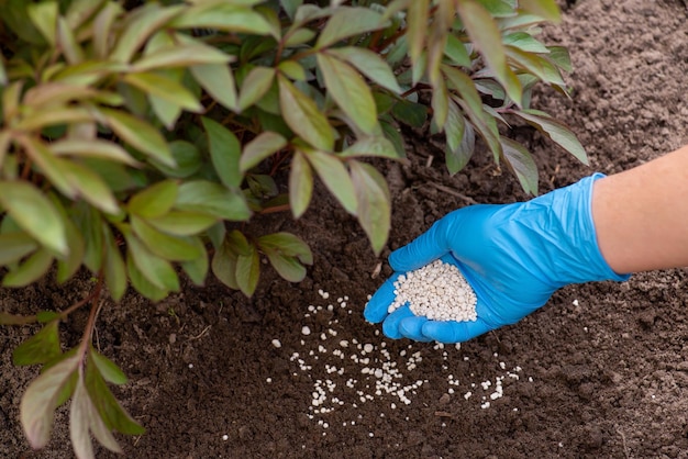 Kunstmest aanbrengen onder grote groene mooie bloemenstruik voor bloei