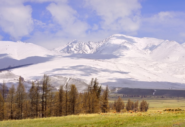 Kurai steppe in spring Dry grass on the slopes snowcapped peaks of the mountains