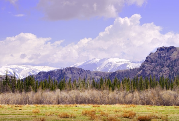 Kurai steppe in spring Dry grass on the slopes snowcapped peaks of the mountains