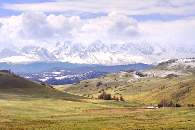 Kurai steppa in primavera erba secca sui pendii cime innevate delle montagne