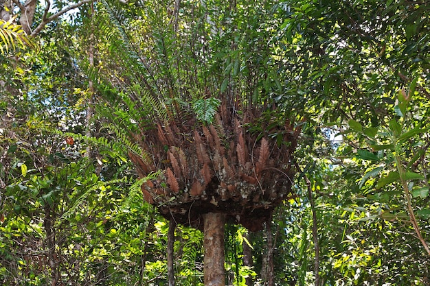 Kuranda entertainment complex in the mountains, Cairns, Australia