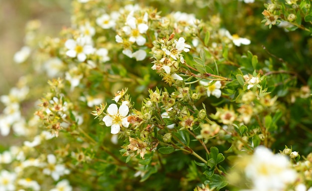 Kuril Daurian tea growing in Russian Far East