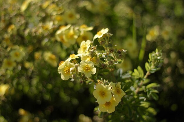 Photo kuril tea - cinquefoil