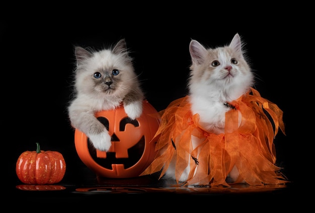 Kurilian Bobtail en Birman kat