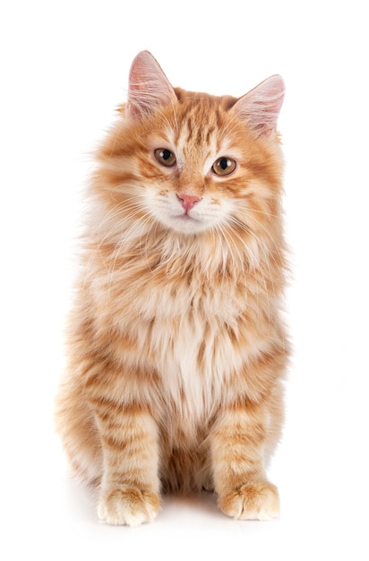 Kurilian Bobtail in front of white space