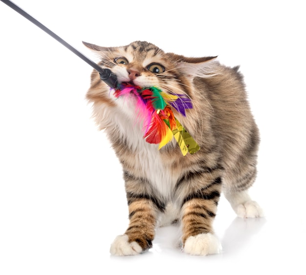 Kurilian Bobtail in front of white