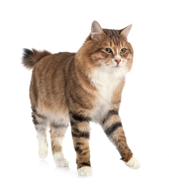 Kurilian Bobtail isolated