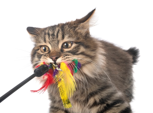 Kurilian Bobtail kat spelen met speelgoed geïsoleerd