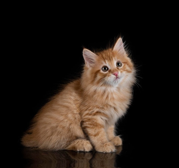 Kurilian Bobtail in studio