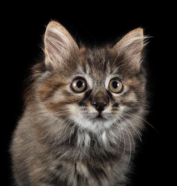 Kurilian Bobtail in studio