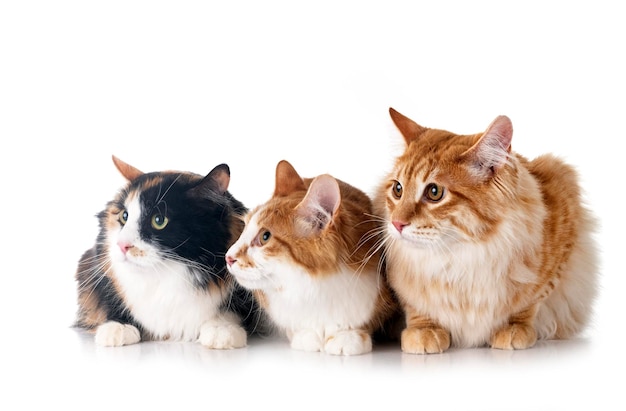 Kurilian Bobtails in de studio