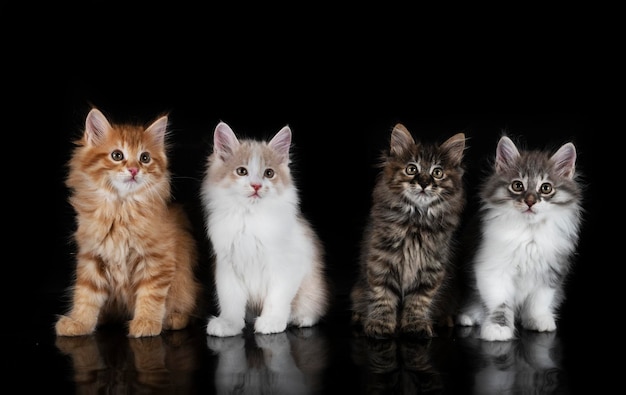 Kurilian Bobtails in studio