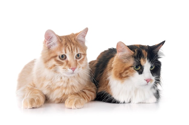 Kurilian Bobtails in studio