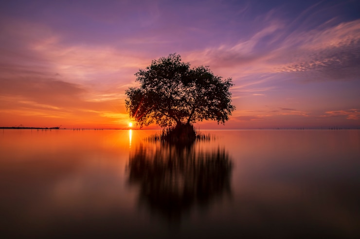 Foto kurkboom