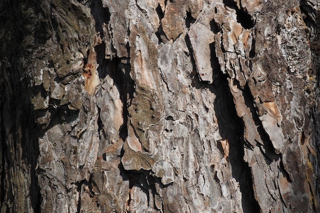 Kurkschors bast en cambium van een dennenclose-up Houtachtige houten achtergrond in bruine kleur Ruw oppervlak van een boomstam Houtindustrie en milieubescherming