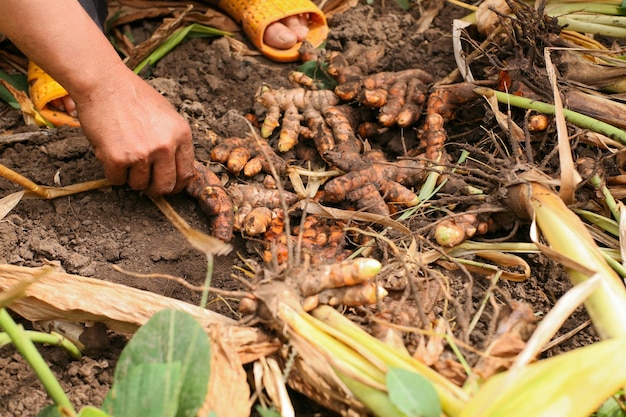 Kurkuma oogsten in de ochtend