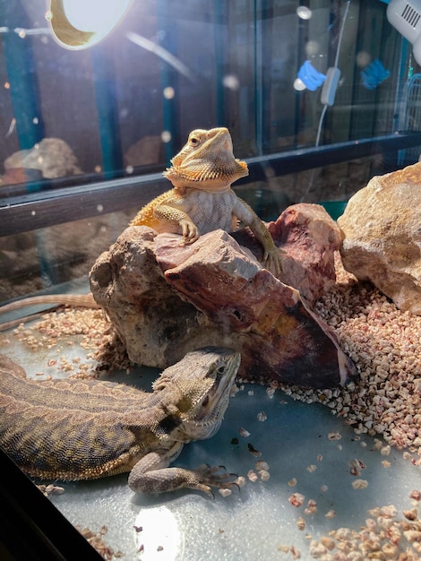 Kust-agama Pogona barbata De baardige draak Een baardige hagedis