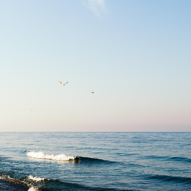 Kust en blauwe lucht strand en meeuwen in de lucht