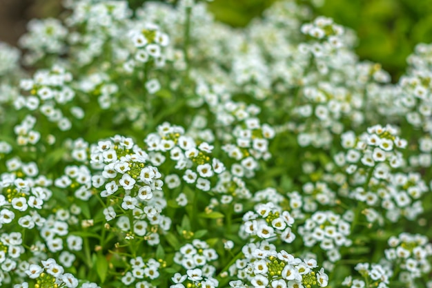 Kust lobularia of zee, Primorskaya Gazonnitsa (Lobularia maritima) soorten bloeiende planten van de koolfamilie. Mooie kleine witte bloemen, tuinieren en landbouw.