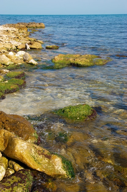 Kust met stenen met groene zeealgen