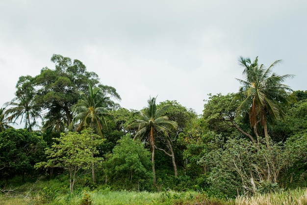 Kust tropische vegetatie landschap strand