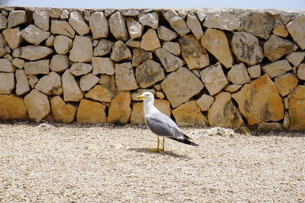 Kust van Alicante een wandeling langs de prachtige stranden van Javea Altea