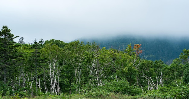 Kustbos van dwergbomen op de helling van de vulkaan op het eiland Kunashir bij bewolkt weer