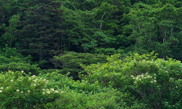 Kustbos van dwergbomen op de helling van de vulkaan op het eiland Kunashir bij bewolkt weer