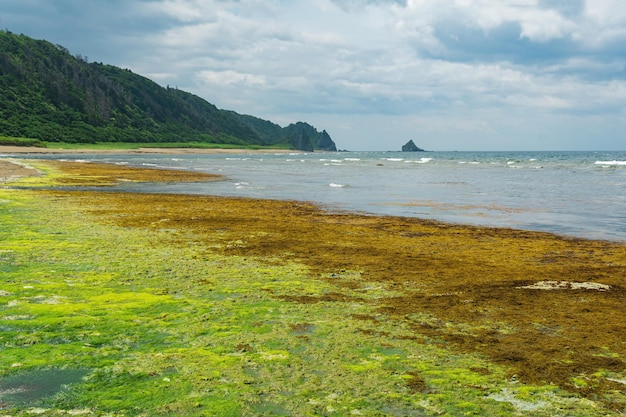 Kustlandschap kssln groene kust van Kunashir-eilandalgen aan de kust bij eb op de voorgrond