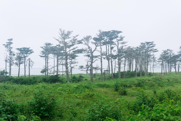 Kustlandschap van het eiland Kunashir met bossen gebogen door de wind