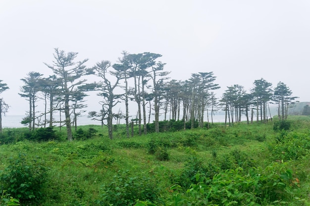 Kustlandschap van het eiland Kunashir met bossen gebogen door de wind