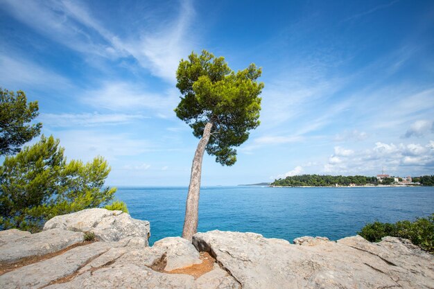 Foto kustlijn in kroatië sterke groene thee blauwe oceaan en lucht