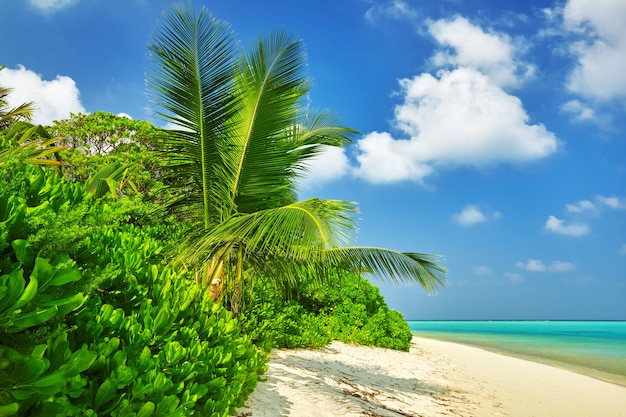 Kustlijn van een tropisch eiland in de Malediven en uitzicht op de Indische Oceaan.