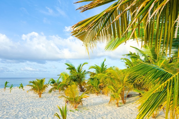 Kustlijn van een tropisch eiland op de Malediven en uitzicht op de Indische Oceaan