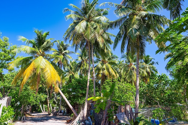 Kustlijn van een tropisch eiland op de Malediven en uitzicht op de Indische Oceaan