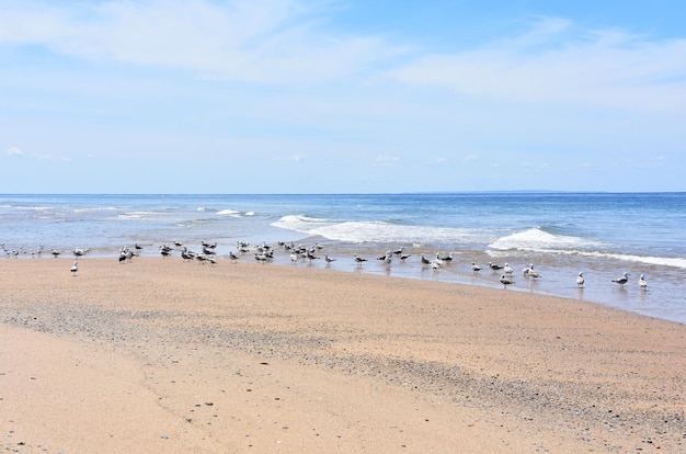 Kustvogels langs de rand van het water op Cape Cod.