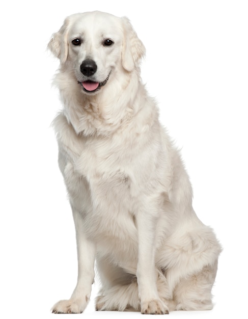 Kuvasz with 18 months old. Dog portrait isolated